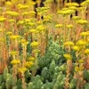 Sedum Blue Spruce Seeds - 200 Hardy Succulent Seeds, Yellow Flowers, Easy Grow Sedum Blue Spruce Seeds - 200 Hardy Succulent Seeds, Yellow Flowers, Easy Grow - Image 1
