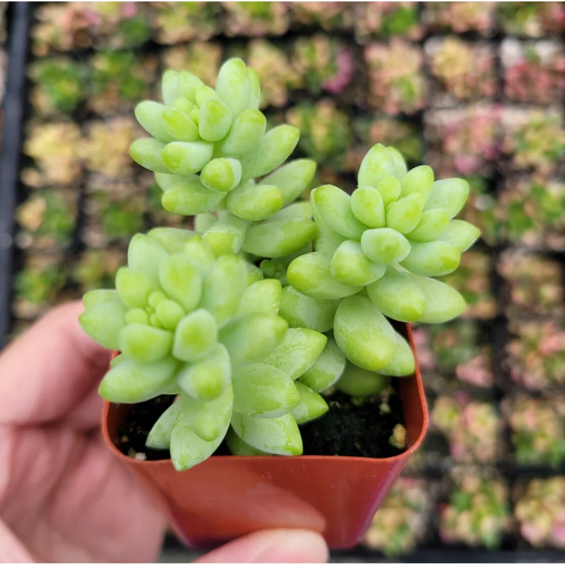 Sedum Burrito Donkey Tail Succulent Live Plant 2 Inch Pot Indoor Outdoor Sedum Burrito Donkey Tail Succulent Live Plant 2 Inch Pot Indoor Outdoor - Image 2
