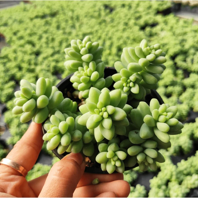 Sedum Burrito Donkey Tail Succulent Live Plant 2 Inch Pot Indoor Outdoor Sedum Burrito Donkey Tail Succulent Live Plant 2 Inch Pot Indoor Outdoor - Image 3
