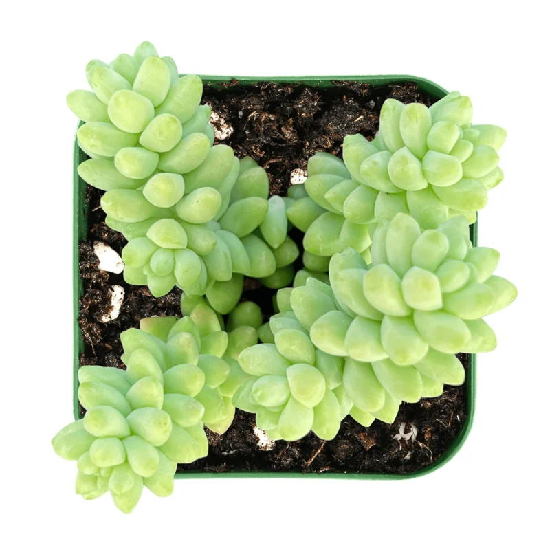Sedum Burrito Donkey Tail Succulent Live Plant 2 Inch Pot Indoor Outdoor Sedum Burrito Donkey Tail Succulent Live Plant 2 Inch Pot Indoor Outdoor - Image 4