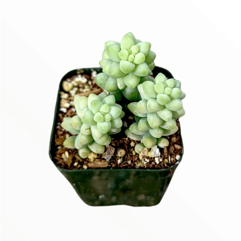 Sedum Burrito Donkey Tail Succulent Live Plant 2 Inch Pot Indoor Outdoor Sedum Burrito Donkey Tail Succulent Live Plant 2 Inch Pot Indoor Outdoor - Image 5