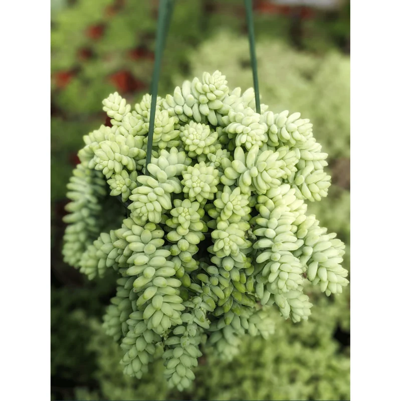 Sedum Burrito Donkey Tail Succulent Live Plant 2 Inch Pot Indoor Outdoor Sedum Burrito Donkey Tail Succulent Live Plant 2 Inch Pot Indoor Outdoor - Image 6