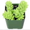 Sedum Burrito Donkey Tail Succulent Live Plant 2 Inch Pot Indoor Outdoor Sedum Burrito Donkey Tail Succulent Live Plant 2 Inch Pot Indoor Outdoor - Image 1