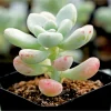 Sedum Clavatum Succulent Live Plant - 2 Inch Pot - Blue-Green Leaves - Indoor/Outdoor - Image 1