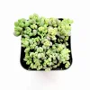 Sedum Dasyphyllum 'Corsican Stonecrop' Succulent Live Plant, 2 Inch Pot, Indoor/Outdoor - Image 1