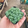Sedum Dasyphyllum Live Plant – Succulent in 2 inch Pot – Easy Care - Image 1