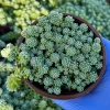 Sedum Dasyphyllum Major Live Plant – Corsican Stonecrop – 4 Inch Nursery Pot – Indoor/Outdoor Succulent - Image 1