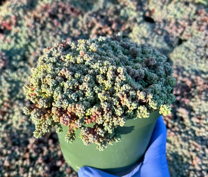 Sedum Dasyphyllum Minor Live Plant - Colorful Succulent, 2-4 Inch Pot, Indoor/Outdoor Sedum Dasyphyllum Minor Live Plant - Colorful Succulent, 2-4 Inch Pot, Indoor/Outdoor - Image 2