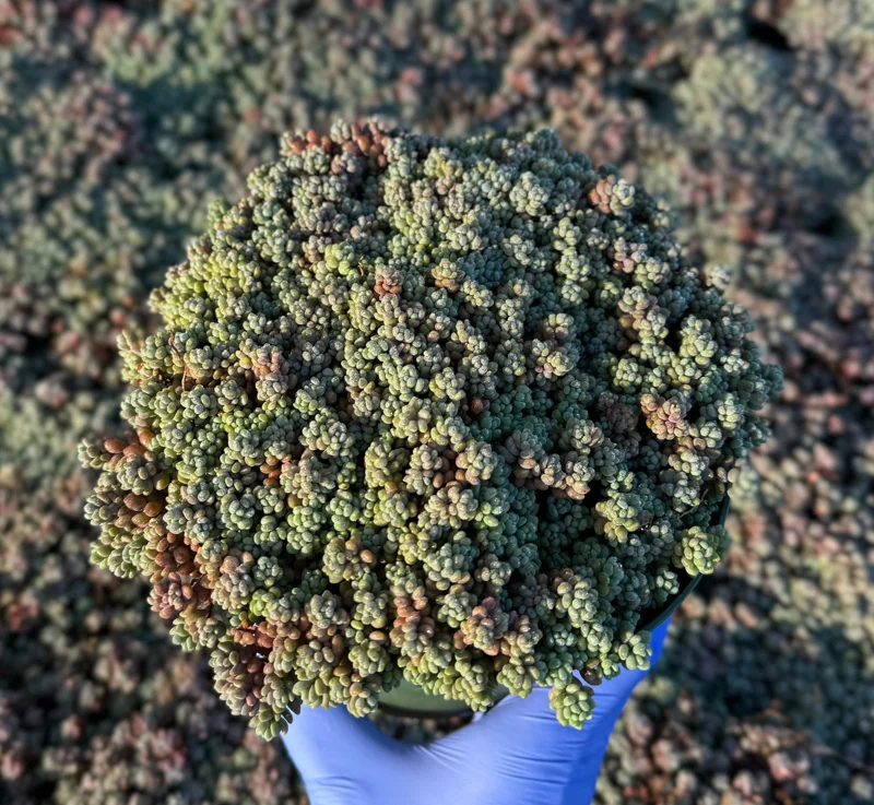 Sedum Dasyphyllum Minor Live Plant - Colorful Succulent, 2-4 Inch Pot, Indoor/Outdoor Sedum Dasyphyllum Minor Live Plant - Colorful Succulent, 2-4 Inch Pot, Indoor/Outdoor - Image 3