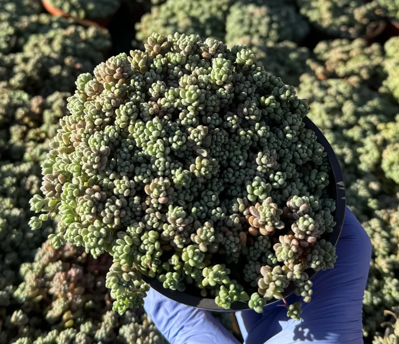 Sedum Dasyphyllum Minor Live Plant - Colorful Succulent, 2-4 Inch Pot, Indoor/Outdoor Sedum Dasyphyllum Minor Live Plant - Colorful Succulent, 2-4 Inch Pot, Indoor/Outdoor - Image 5