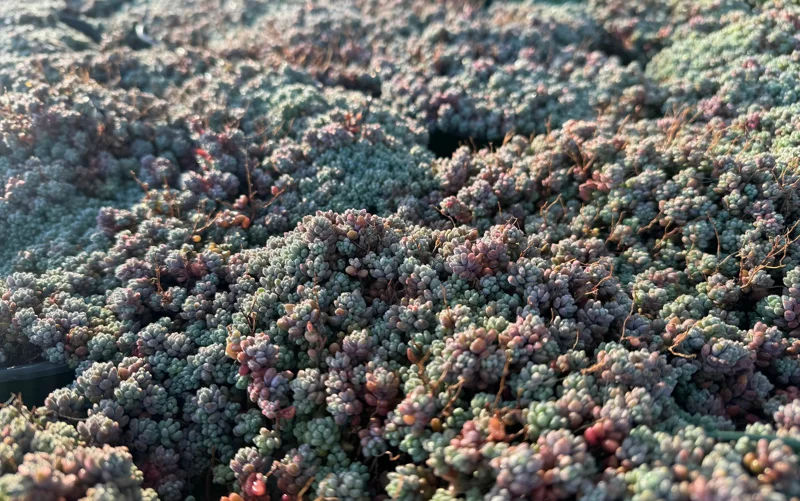 Sedum Dasyphyllum Minor Live Plant - Colorful Succulent, 2-4 Inch Pot, Indoor/Outdoor Sedum Dasyphyllum Minor Live Plant - Colorful Succulent, 2-4 Inch Pot, Indoor/Outdoor - Image 1