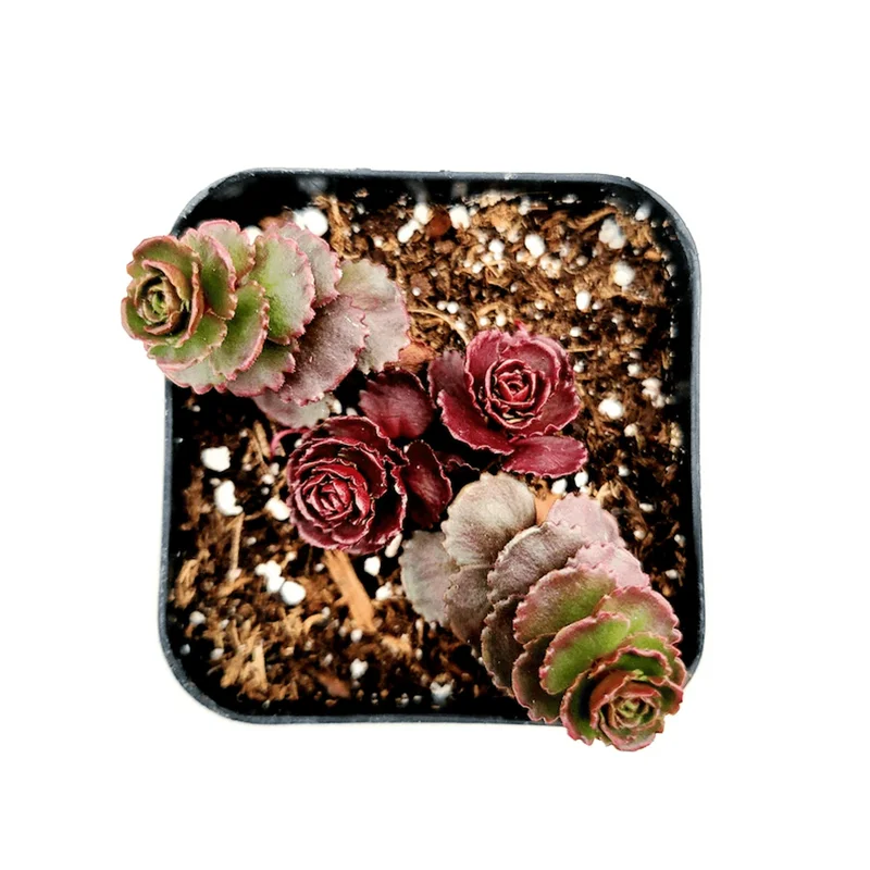 Sedum 'Dragon's Blood' Succulent Plant 2 Inch Pot - Indoor Outdoor Sedum 'Dragon's Blood' Succulent Plant 2 Inch Pot - Indoor Outdoor - Image 3