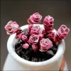 Sedum 'Dragon's Blood' Succulent Plant 2 Inch Pot - Indoor Outdoor - Image 1