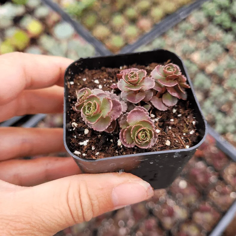 Sedum 'Dragon's Blood' Succulent Plant 2 Inch Pot - Indoor Outdoor Sedum 'Dragon's Blood' Succulent Plant 2 Inch Pot - Indoor Outdoor - Image 5