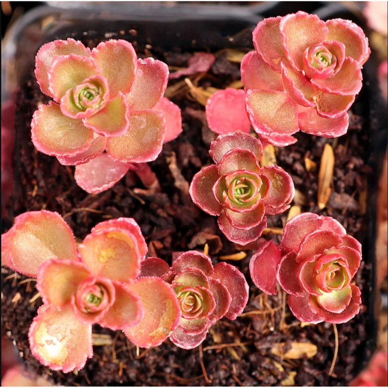 Sedum 'Dragon's Blood' Succulent Plant 2 Inch Pot - Indoor Outdoor Sedum 'Dragon's Blood' Succulent Plant 2 Inch Pot - Indoor Outdoor - Image 6