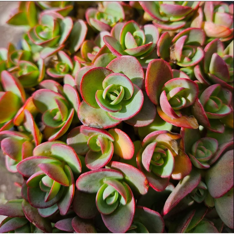 Sedum 'Lime Zinger' Succulent Live Plant - 2 Inch Pot - Indoor Outdoor Decor Sedum 'Lime Zinger' Succulent Live Plant - 2 Inch Pot - Indoor Outdoor Decor - Image 2