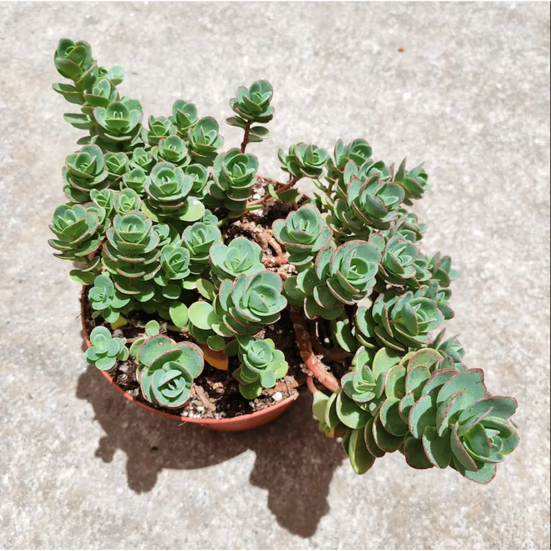 Sedum 'Lime Zinger' Succulent Live Plant - 2 Inch Pot - Indoor Outdoor Decor Sedum 'Lime Zinger' Succulent Live Plant - 2 Inch Pot - Indoor Outdoor Decor - Image 3