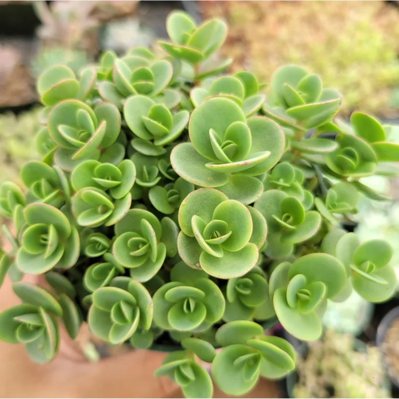 Sedum 'Lime Zinger' Succulent Live Plant - 2 Inch Pot - Indoor Outdoor Decor Sedum 'Lime Zinger' Succulent Live Plant - 2 Inch Pot - Indoor Outdoor Decor - Image 4