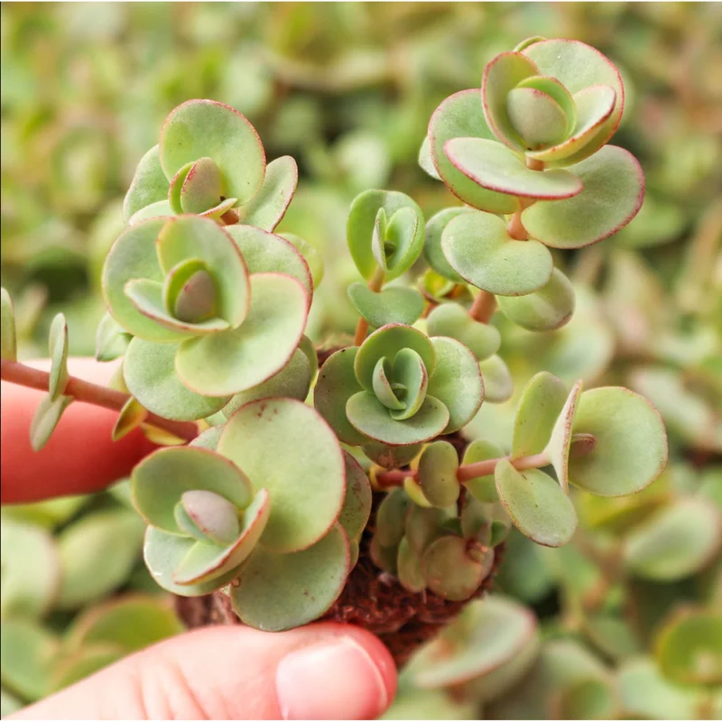Sedum 'Lime Zinger' Succulent Live Plant - 2 Inch Pot - Indoor Outdoor Decor Sedum 'Lime Zinger' Succulent Live Plant - 2 Inch Pot - Indoor Outdoor Decor - Image 5