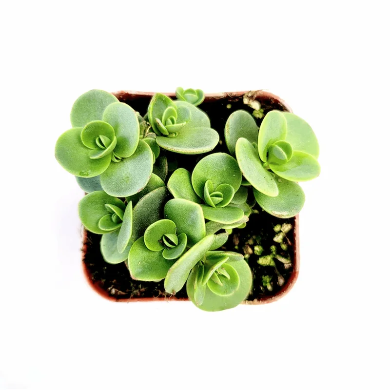 Sedum 'Lime Zinger' Succulent Live Plant - 2 Inch Pot - Indoor Outdoor Decor Sedum 'Lime Zinger' Succulent Live Plant - 2 Inch Pot - Indoor Outdoor Decor - Image 6