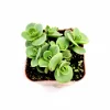 Sedum 'Lime Zinger' Succulent Live Plant - 2 Inch Pot - Indoor Outdoor Decor Sedum 'Lime Zinger' Succulent Live Plant - 2 Inch Pot - Indoor Outdoor Decor - Image 1