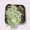 Sedum Lineare Variegated 'Sea Urchin' Succulent Live Plant 2 Inch Pot Indoor Outdoor Sedum Lineare Variegated 'Sea Urchin' Succulent Live Plant 2 Inch Pot Indoor Outdoor - Image 1