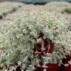 Sedum Little Missy Variegated Succulent Live Plant, 4 Inch Pot, Trailing Sedum Little Missy Variegated Succulent Live Plant, 4 Inch Pot, Trailing - Image 1
