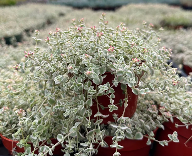 Sedum Little Missy Variegated Succulent Live Plant, 4 Inch Pot, Trailing Sedum Little Missy Variegated Succulent Live Plant, 4 Inch Pot, Trailing - Image 1