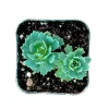 Sedum Pachyclaudos White Diamond Succulent Plant 2 Inch Pot Indoor Outdoor Sedum Pachyclaudos White Diamond Succulent Plant 2 Inch Pot Indoor Outdoor - Image 1