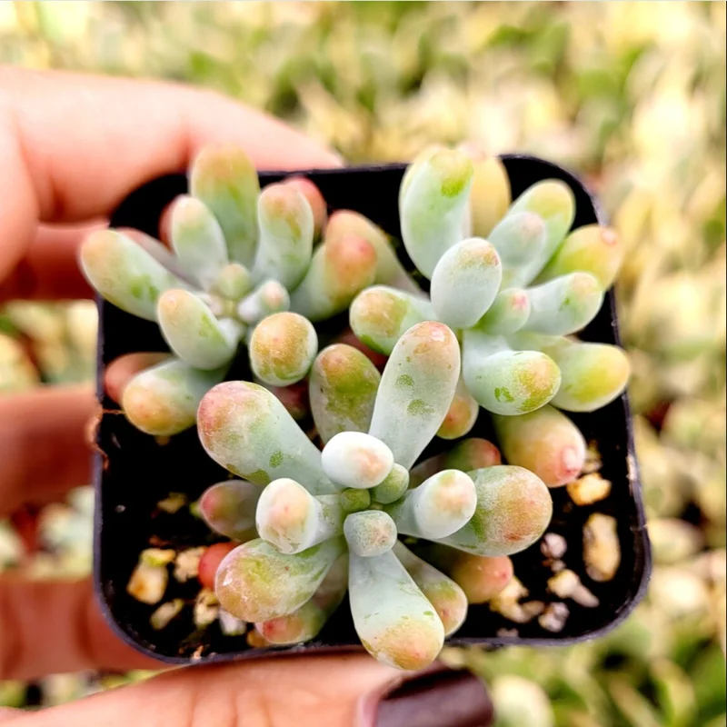 Sedum Pachyphyllum 'Jelly Beans' Succulent Live Plant 2 Inch Pot Indoor Outdoor Sedum Pachyphyllum 'Jelly Beans' Succulent Live Plant 2 Inch Pot Indoor Outdoor - Image 3