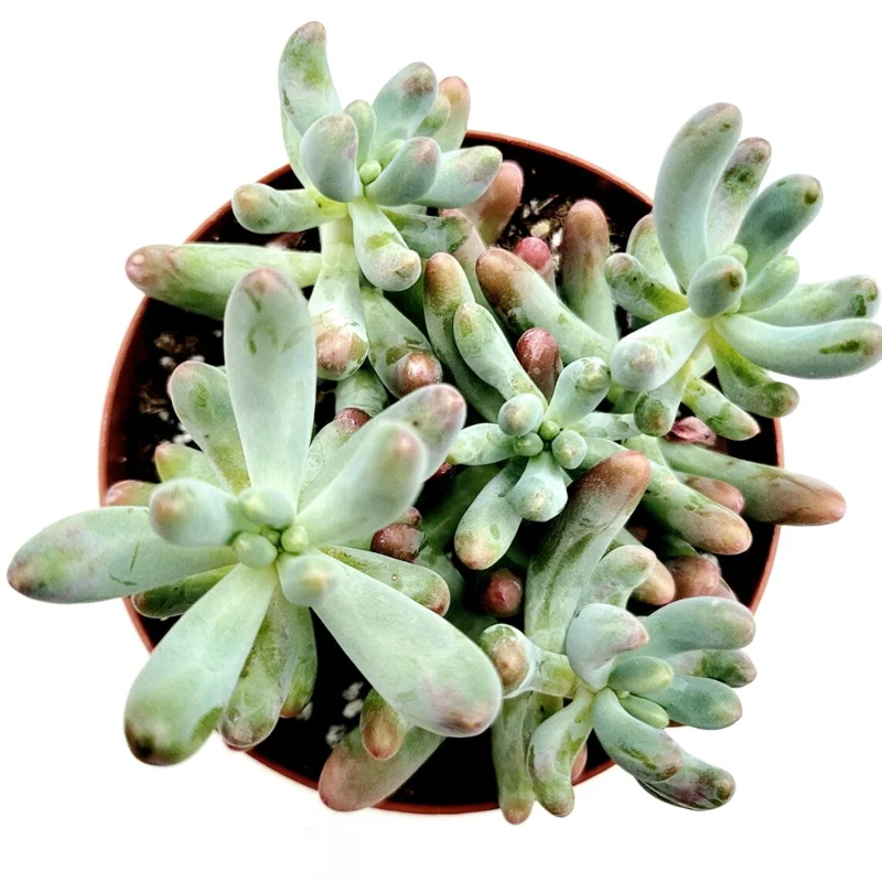 Sedum Pachyphyllum 'Jelly Beans' Succulent Live Plant 2 Inch Pot Indoor Outdoor Sedum Pachyphyllum 'Jelly Beans' Succulent Live Plant 2 Inch Pot Indoor Outdoor - Image 4