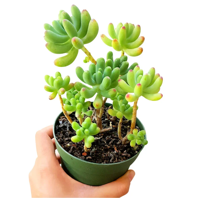 Sedum Pachyphyllum 'Jelly Beans' Succulent Live Plant 2 Inch Pot Indoor Outdoor Sedum Pachyphyllum 'Jelly Beans' Succulent Live Plant 2 Inch Pot Indoor Outdoor - Image 5