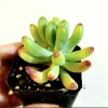 Sedum Pachyphyllum 'Jelly Beans' Succulent Live Plant 2 Inch Pot Indoor Outdoor - Image 1