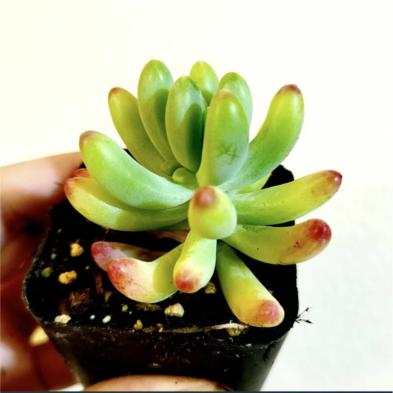 Sedum Pachyphyllum 'Jelly Beans' Succulent Live Plant 2 Inch Pot Indoor Outdoor Sedum Pachyphyllum 'Jelly Beans' Succulent Live Plant 2 Inch Pot Indoor Outdoor - Image 1