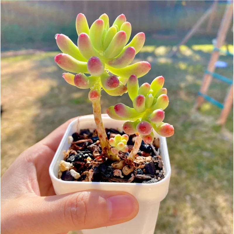Sedum Pachyphyllum 'Jelly Beans' Succulent Live Plant 2 Inch Pot Indoor Outdoor Sedum Pachyphyllum 'Jelly Beans' Succulent Live Plant 2 Inch Pot Indoor Outdoor - Image 6