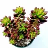 Sedum Rubrotinctum Jelly Bean Succulent Live Plant, 2 Inch Pot, Indoor/Outdoor Sedum Rubrotinctum Jelly Bean Succulent Live Plant, 2 Inch Pot, Indoor/Outdoor - Image 1