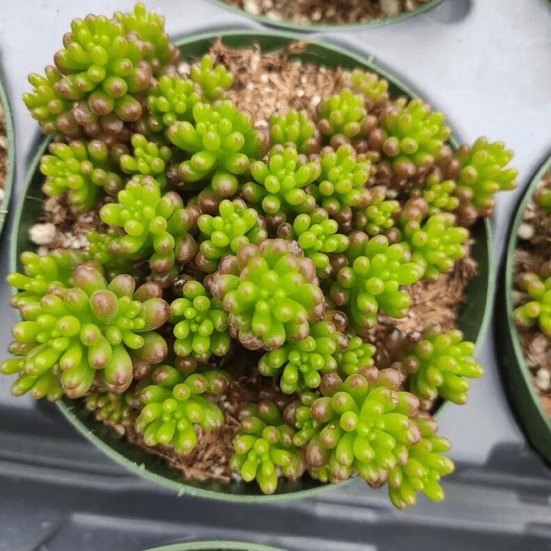 Sedum Rubrotinctum 'Mini Me' Succulent Live Plant - 2 Inch Pot - Indoor/Outdoor Sedum Rubrotinctum 'Mini Me' Succulent Live Plant - 2 Inch Pot - Indoor/Outdoor - Image 2