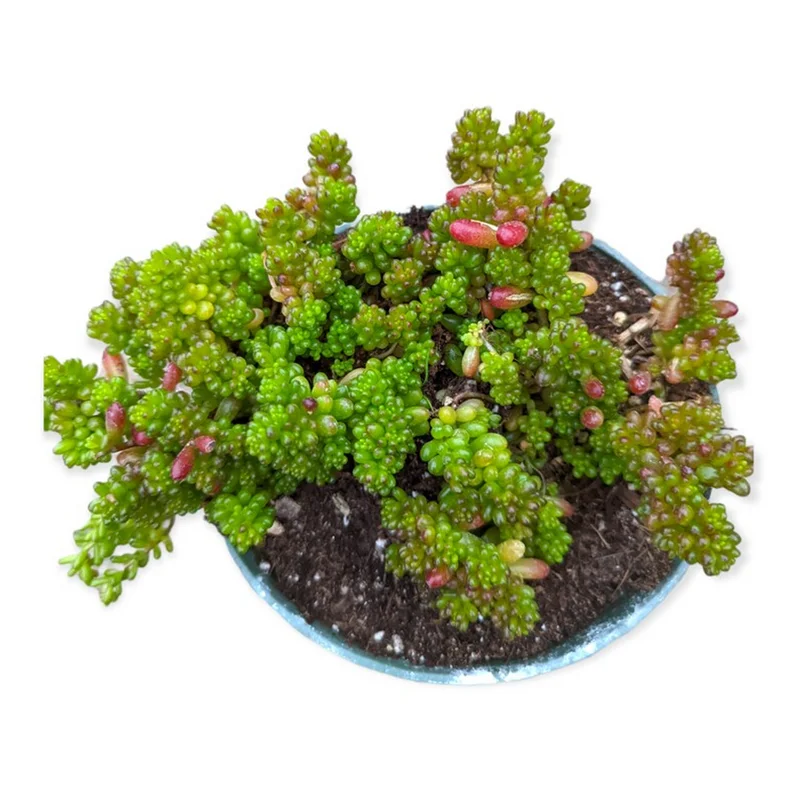 Sedum Rubrotinctum 'Mini Me' Succulent Live Plant - 2 Inch Pot - Indoor/Outdoor Sedum Rubrotinctum 'Mini Me' Succulent Live Plant - 2 Inch Pot - Indoor/Outdoor - Image 4