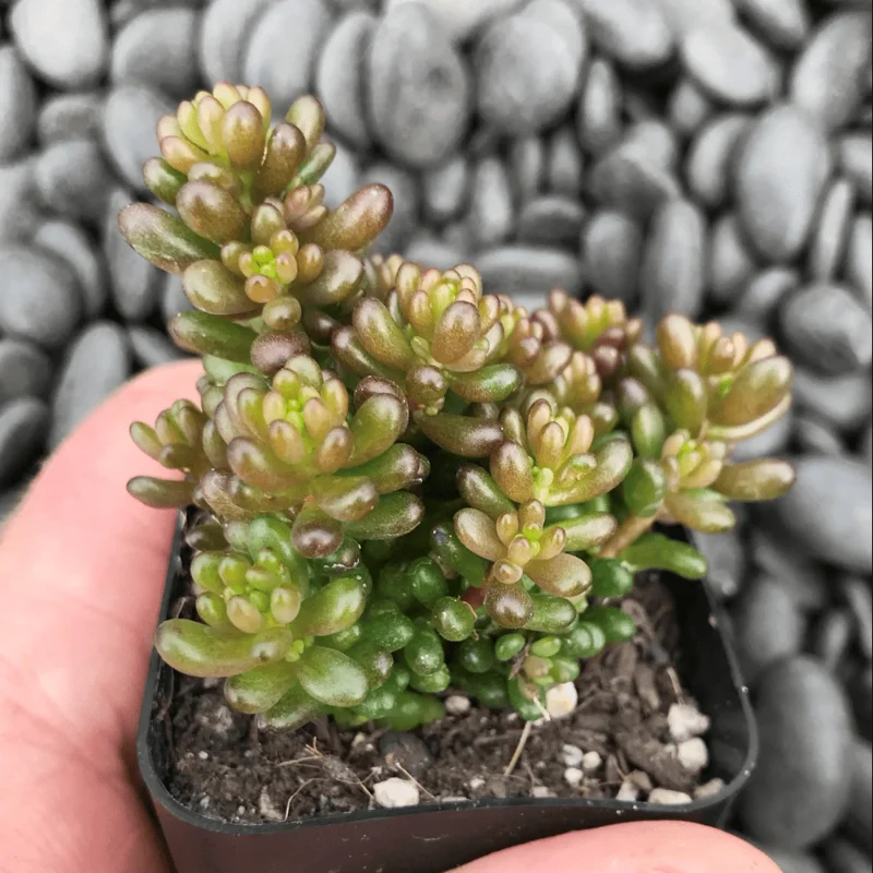Sedum Rubrotinctum 'Mini Me' Succulent Live Plant - 2 Inch Pot - Indoor/Outdoor Sedum Rubrotinctum 'Mini Me' Succulent Live Plant - 2 Inch Pot - Indoor/Outdoor - Image 5