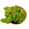 Sedum Rubrotinctum 'Mini Me' Succulent Live Plant - 2 Inch Pot - Indoor/Outdoor - Image 1