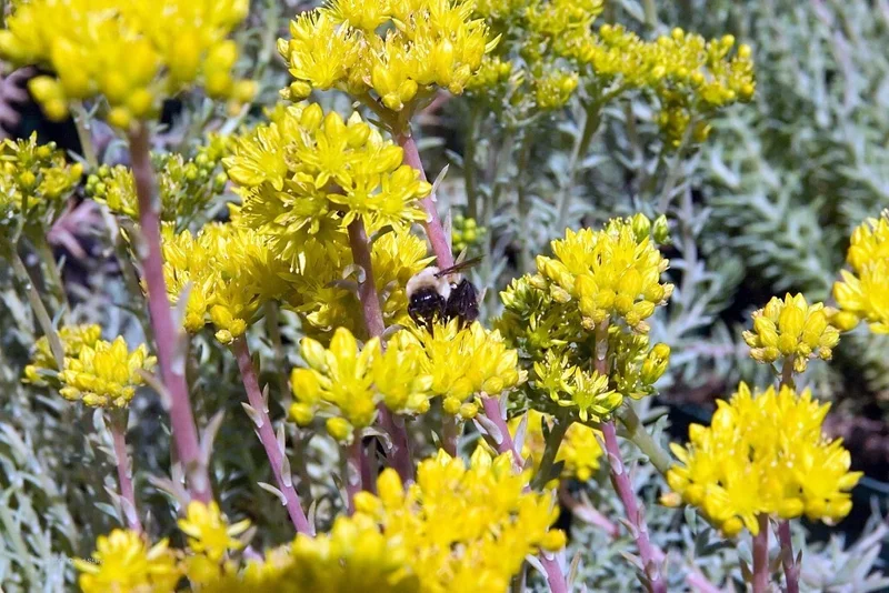 Sedum Rupestre Blue Spruce Seeds - 200 Count, Hardy Perennial Succulent, Yellow Flowers - Image 2