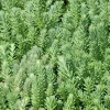 Sedum Rupestre Blue Spruce Seeds - 200 Count, Hardy Perennial Succulent, Yellow Flowers - Image 1