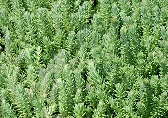Sedum Rupestre Blue Spruce Seeds - 200 Count, Hardy Perennial Succulent, Yellow Flowers - Image 1