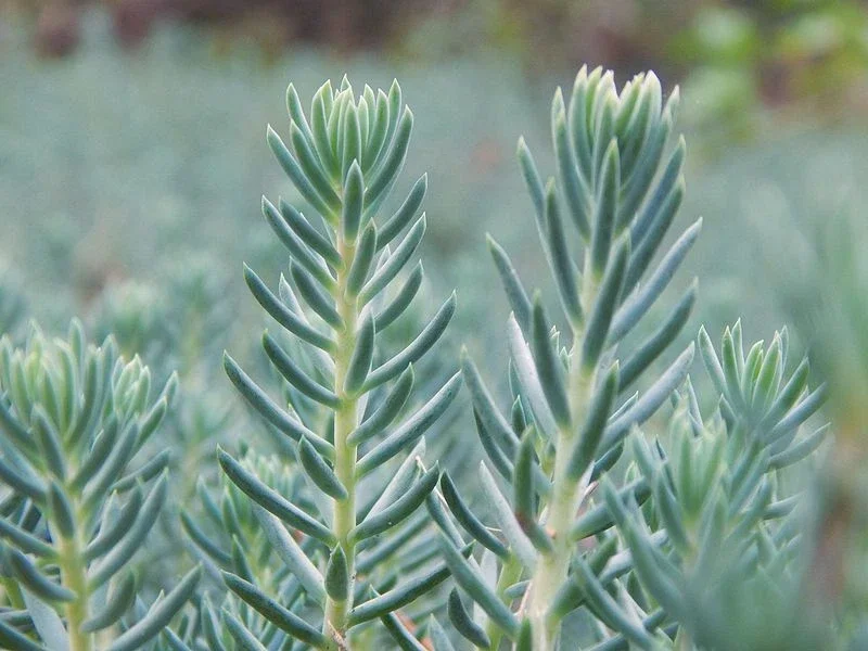Sedum Rupestre Silver Spruce Seeds - 200 Hardy Perennial Seeds, Yellow Flowers, Outdoor - Image 2