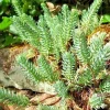 Sedum Rupestre Silver Spruce Seeds - 200 Hardy Perennial Seeds, Yellow Flowers, Outdoor - Image 1
