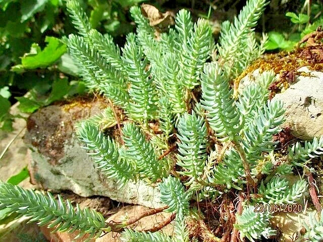 Sedum Rupestre Silver Spruce Seeds - 200 Hardy Perennial Seeds, Yellow Flowers, Outdoor - Image 1