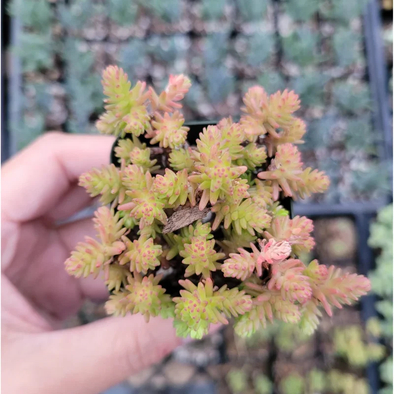 Sedum Sexangulare Live Succulent Plant - Tasteless Stonecrop 2 Inch Pot for Indoor & Outdoor Sedum Sexangulare Live Succulent Plant - Tasteless Stonecrop 2 Inch Pot for Indoor & Outdoor - Image 2
