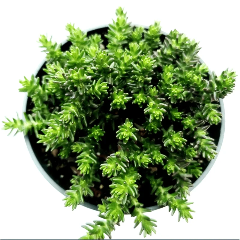 Sedum Sexangulare Live Succulent Plant - Tasteless Stonecrop 2 Inch Pot for Indoor & Outdoor Sedum Sexangulare Live Succulent Plant - Tasteless Stonecrop 2 Inch Pot for Indoor & Outdoor - Image 3