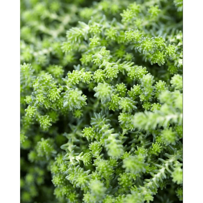 Sedum Sexangulare Live Succulent Plant - Tasteless Stonecrop 2 Inch Pot for Indoor & Outdoor Sedum Sexangulare Live Succulent Plant - Tasteless Stonecrop 2 Inch Pot for Indoor & Outdoor - Image 4
