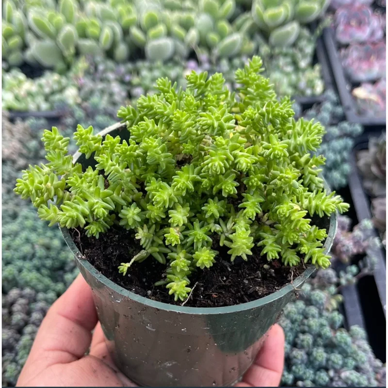 Sedum Sexangulare Live Succulent Plant - Tasteless Stonecrop 2 Inch Pot for Indoor & Outdoor Sedum Sexangulare Live Succulent Plant - Tasteless Stonecrop 2 Inch Pot for Indoor & Outdoor - Image 5